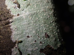 Phlyctis subuncinata