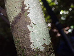 Phlyctis subuncinata