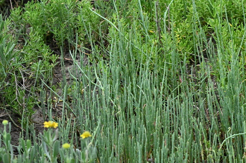 Salicornia virginica