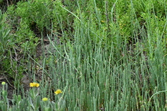 Salicornia virginica