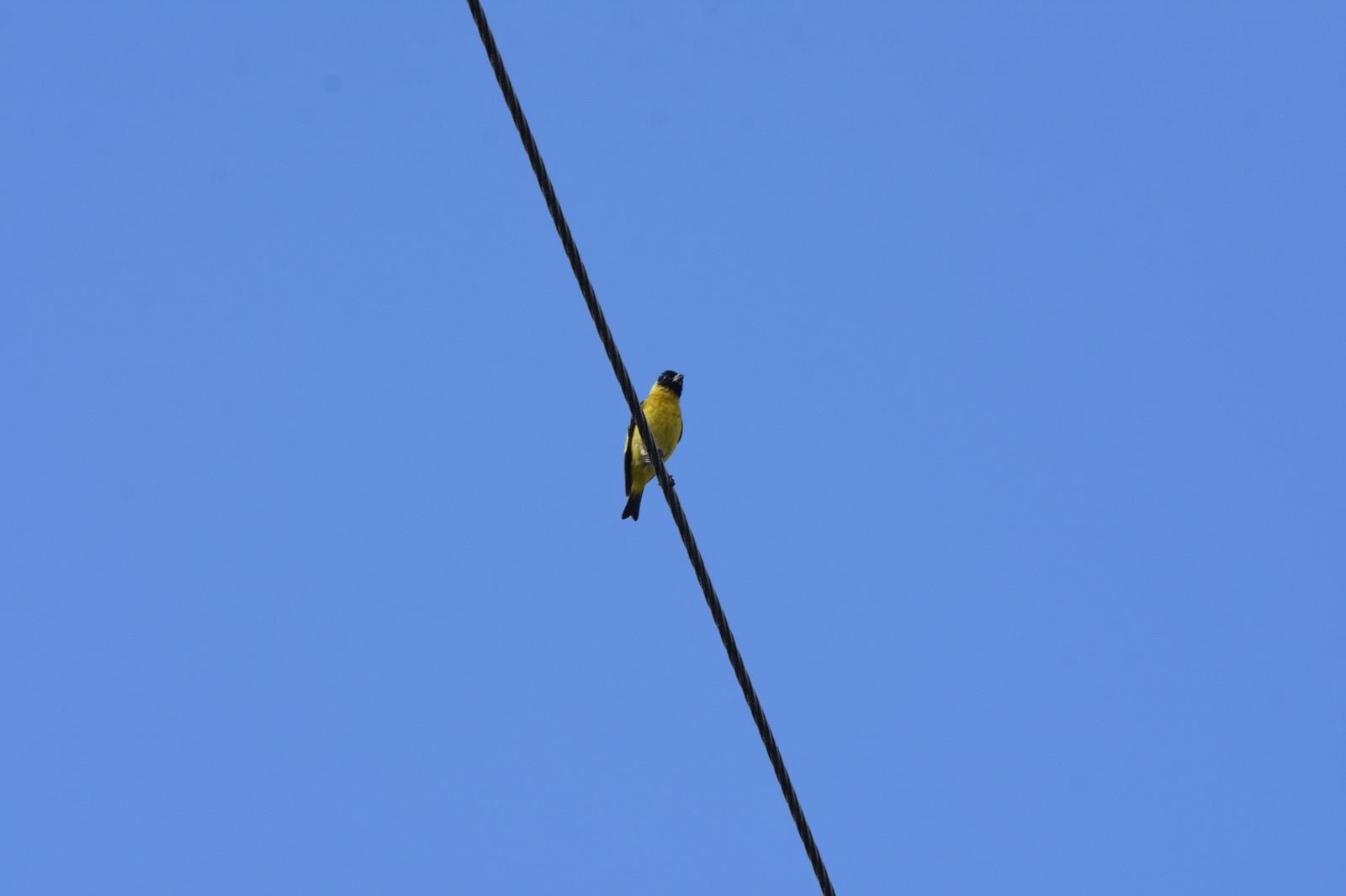 Spinus image