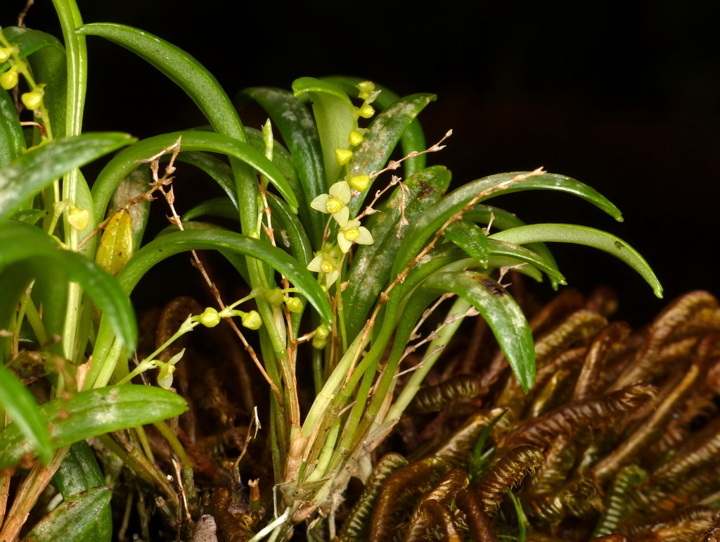 Stelis pusilla