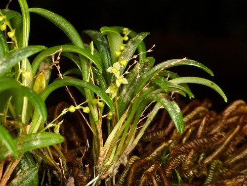 Pusilla Orchid