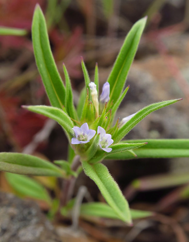 bristleflower collomia (Collomia macrocalyx)