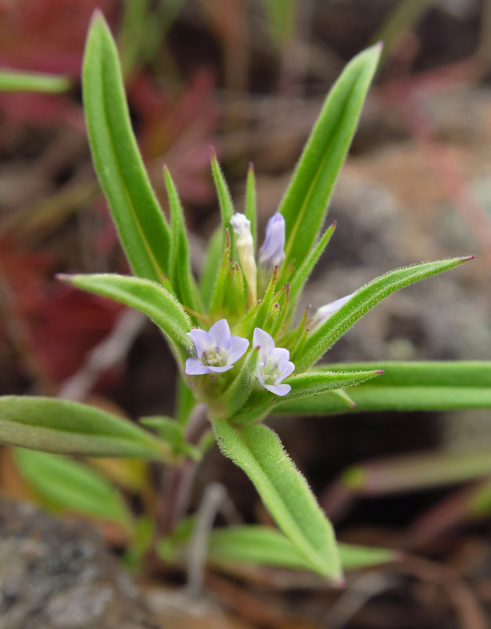 Collomia macrocalyx