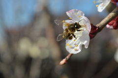Apis mellifera