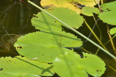 Ceriagrion chaoi