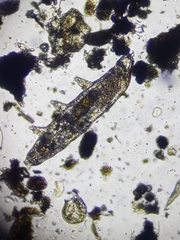 Eutardigrada