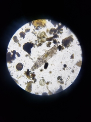 Eutardigrada