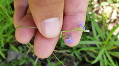 Lobelia goldmanii