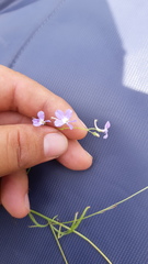 Lobelia goldmanii