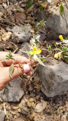 Tetramerium glandulosum