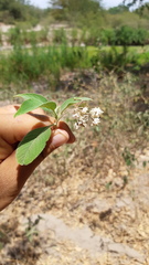 Lippia umbellata