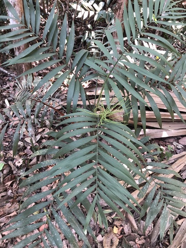 Chamaedorea elegans