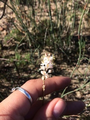Bulbinella trinervis