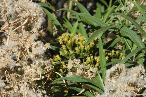 Image of Barkleyanthus salicifolius by (c) Ricardo Betancourt Sánchez, some rights reserved (CC BY)