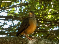 Turdus olivaceus