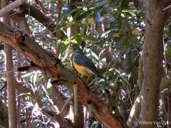 Turdus olivaceus