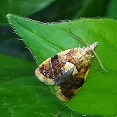 Pseudargyrotoza conwagana