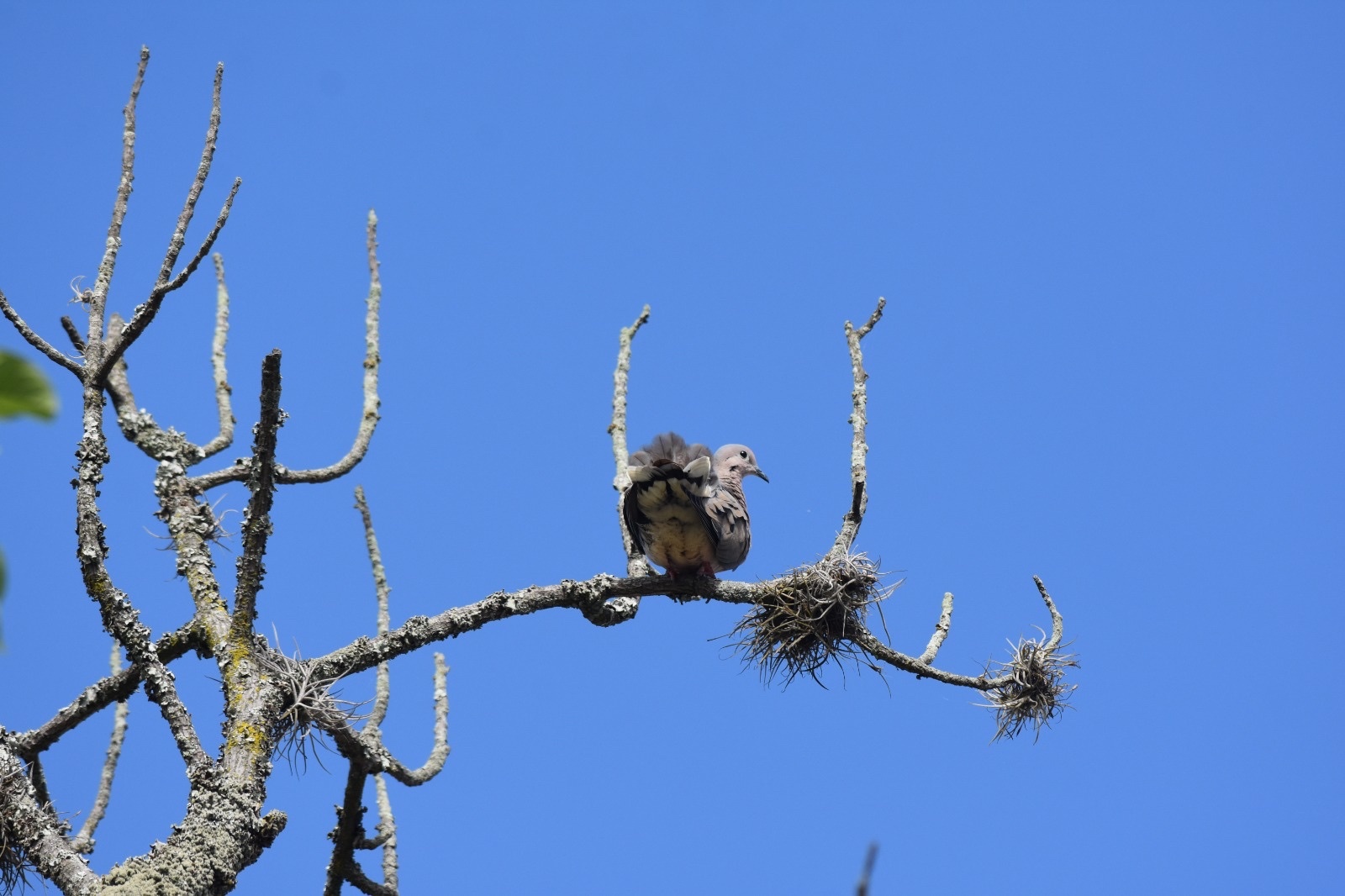 Zenaida auriculata image