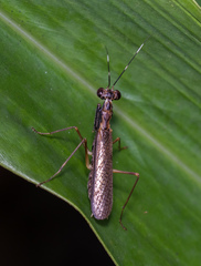 Hapalopeza