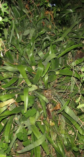 Bromélia