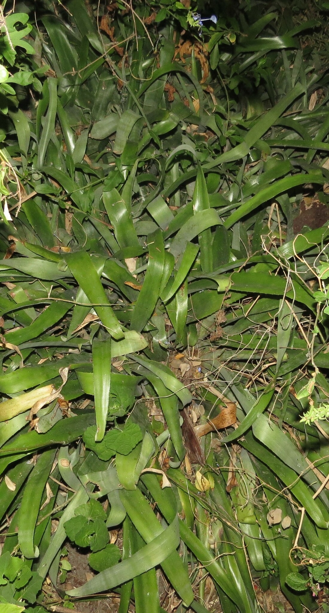 Imagem de Bromélia
