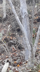 Mammillaria marksiana