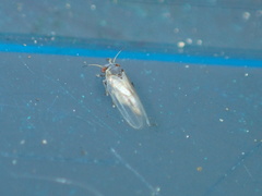 Ctenarytaina eucalypti