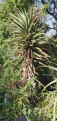 Aloe rupestris