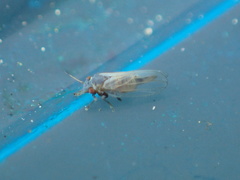 Ctenarytaina eucalypti