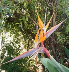 Strelitzia reginae reginae