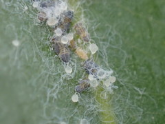 Ctenarytaina eucalypti