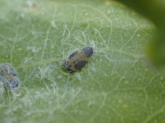 Ctenarytaina eucalypti