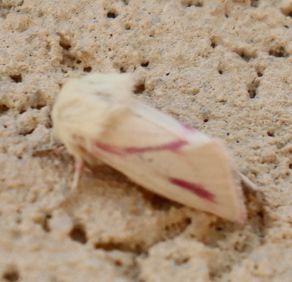Schinia snowi