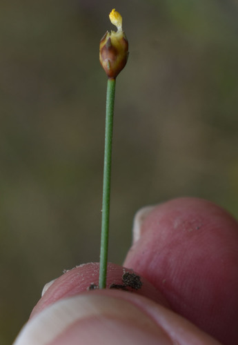 Xyris pauciflora observed 2024-04-23