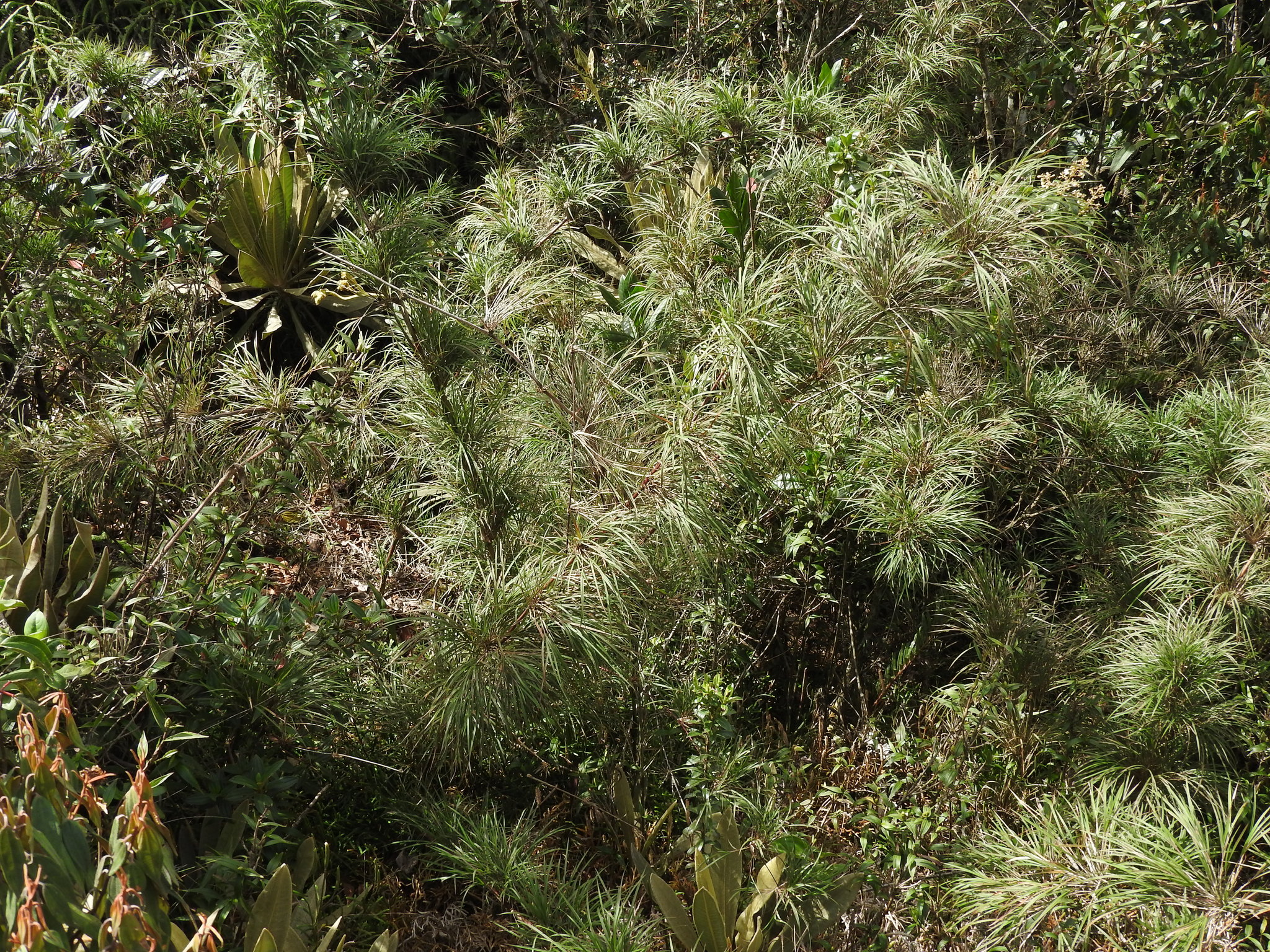 Chusquea spadicea