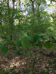 Corylus avellana