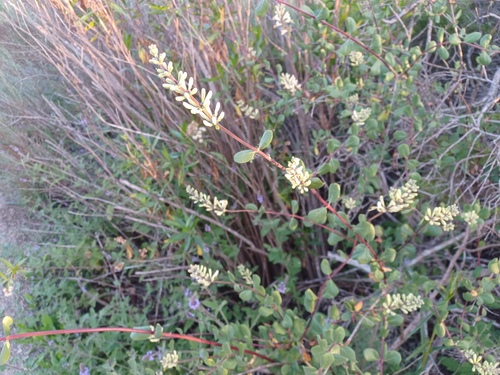 iNaturalist observation photo of Southern Honeysuckle