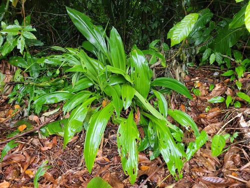 Foto de Lírio-do-brejo