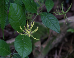 Chloranthaceae