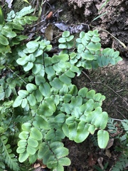 Pellaea pteroides