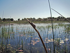Hyperolius parallelus