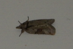 Nycteola