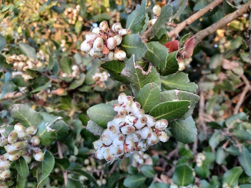iNaturalist observation photo of lemonade berry