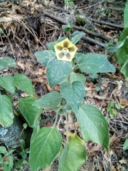 Physalis coztomatl