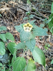 Physalis coztomatl