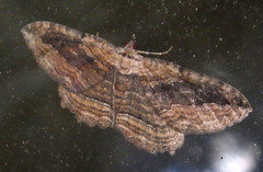 Philereme transversata