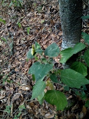 Physalis coztomatl
