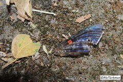 Phocides lilea